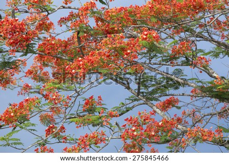 Flame Tree flower, Royal Poinciana flower (Flam boyant)