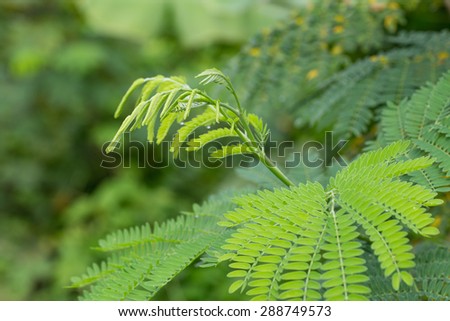 green leaves of the horse tamarind plant, the lead tree, genus Leucaena Acacia,White popinac (Leucaena)
