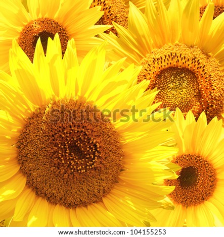 Square background with sunflowers