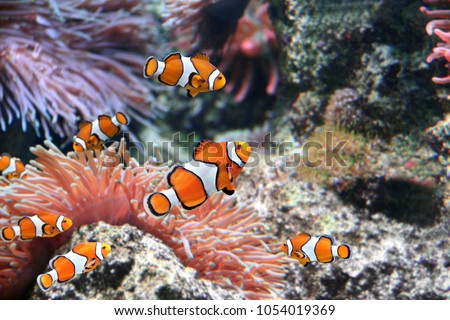 Tropical sea anemone and clown fish (Amphiprion percula) in marine aquarium