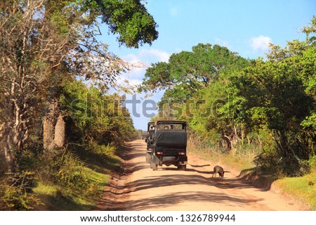 Car safari in Yala National Park. Tourists in cars and wild boar on the dusty road. Sri Lanka
