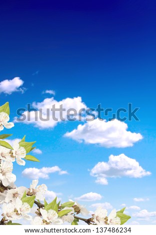 Blue sky and flower of cherry