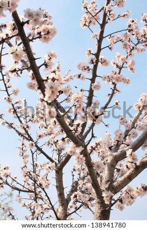 Blue sky and flower of apricot