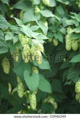 Green leaves and fruits of hop