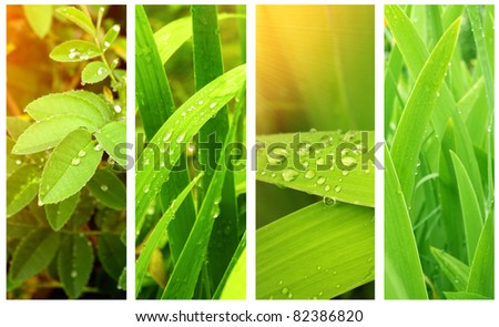 Collection of nature banners. Rain drops on a green leafs