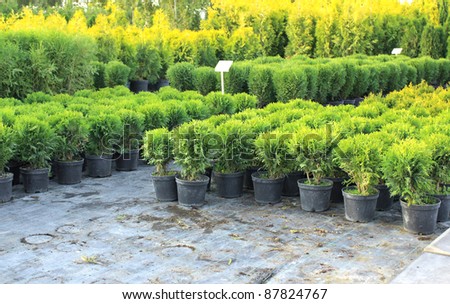 The market of plants for gardening