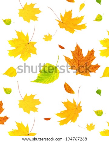 Background with flying autumn leaves of a birch, maple and barberry. Isolated on white background
