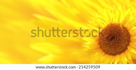 Banner with bright yellow sunflower