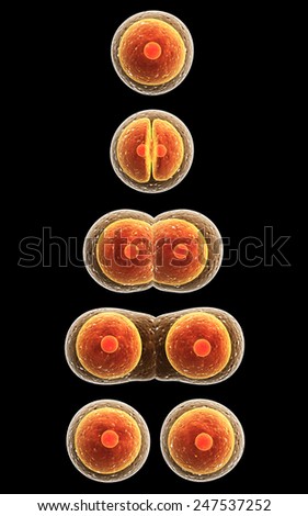 Process division of cell Isolated on black background Process division of cell Isolated on black background