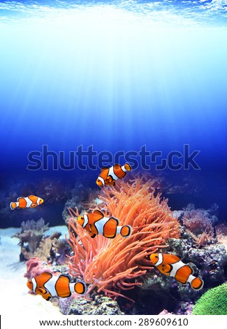 Sea anemone and clown fish in ocean