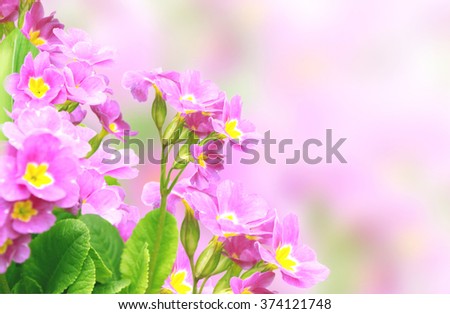 Spring flowers of lilac color