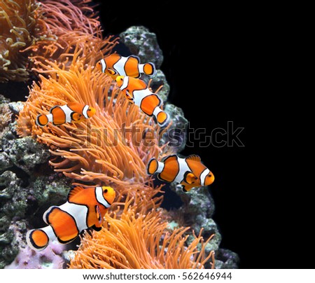 Sea anemone and clown fish in marine aquarium. On black background