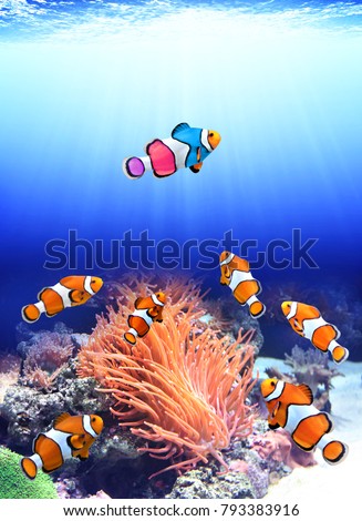 Concept - to be yourself, to be unique. A flock of standard clownfish and one colorful fish. On sunny underwater background. Copy space for text