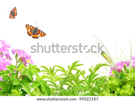 Summer frame with green leaves, flowers and insects. Isolated over white