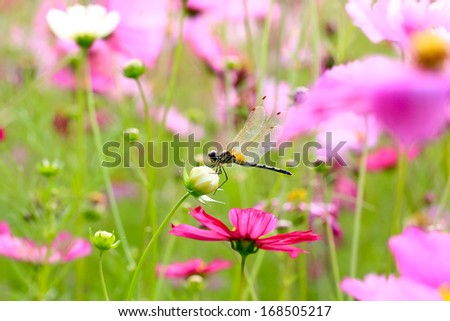 Dragonfly on a cosmos flower.
