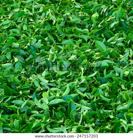 Fresh green tea leaves a lot to be collected from the tea farm. Put together on the floor.