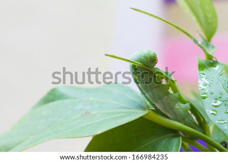 worm eating a peace lily leaf.