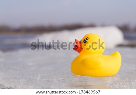 Yellow duck