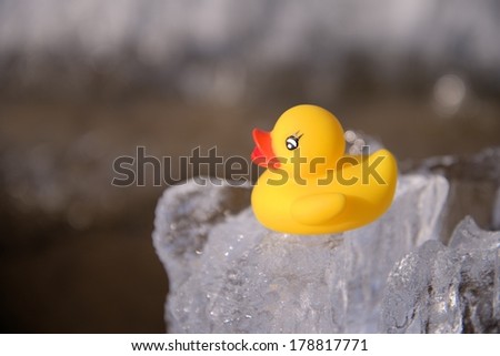 Lonely yellow duck