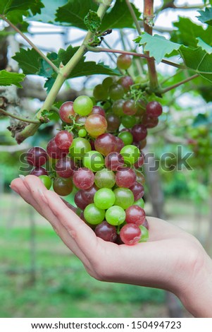 Bunches of grapes in my hand