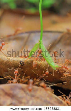 red ant swarms are helping each other