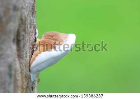 Interdependent(wild mushroom species that  can not eat is up on tree)
