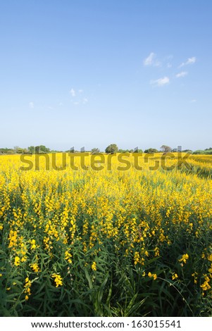 Sunhemp flowers. Beautiful yellow flowers and blue sky in Phetchabun of Thailand. (Sunn hemp flowers)