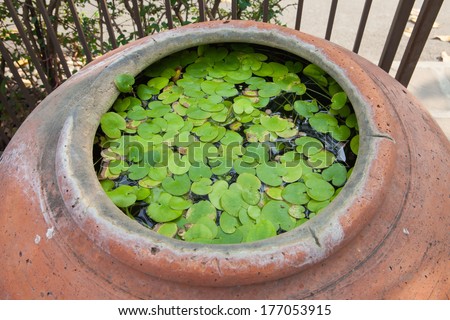 Lotus leaf in the water jar