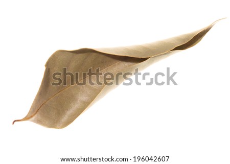 Fall leaf isolated on white background
