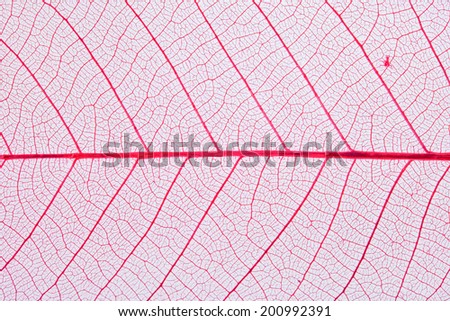 Form of a red leaf on a white background.