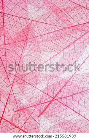 Leaf cell structure - macro natural texture