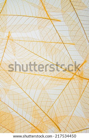 Leaf cell structure - macro natural texture