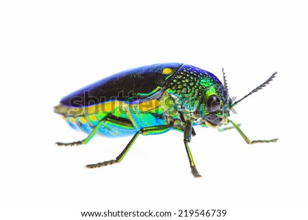 Beautiful Jewel Beetle or Metallic Wood-boring (Buprestid) isolated on white background.