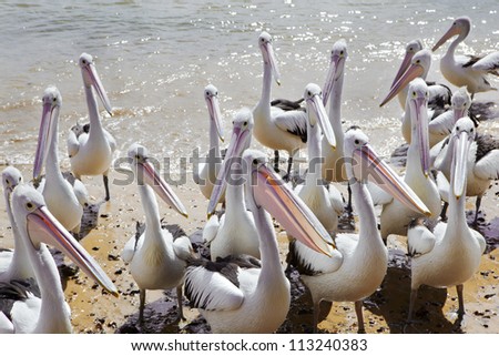 The Pelicans gathering on shore at feeding time