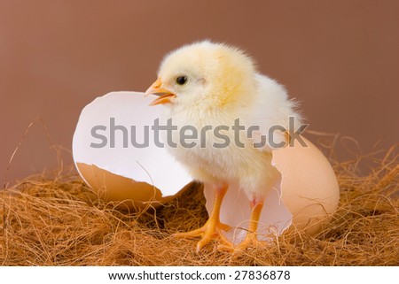 Egg Pose