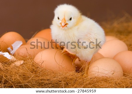 The first hatched chick in its nest with other eggs.