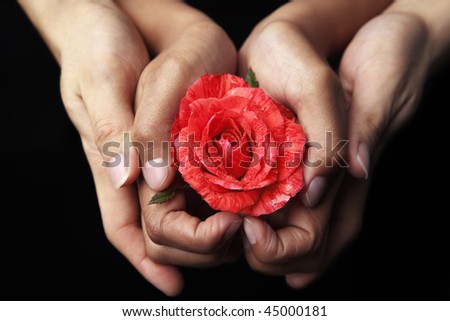 Hands holding red rose against black background. PS : really small depth of field