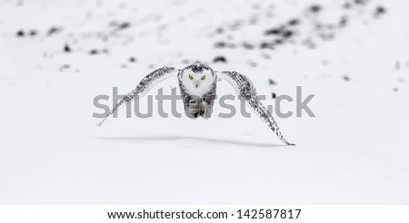 Snow Owl pouncing on mouse.