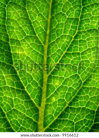 Green leaf structure close up