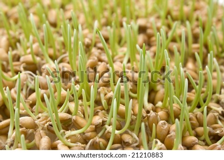 Close up of wheat germ