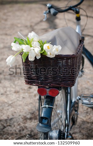 City bicycle with a basket full of fresh spring white tulips, close-up