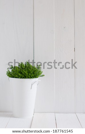 Spring green home plant in a metal pot on a background of white-painted boards. Village life, home gardening.
