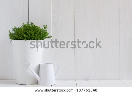 Spring green house plant in a metal pot and watering can on white painted board. Country life, home gardening background