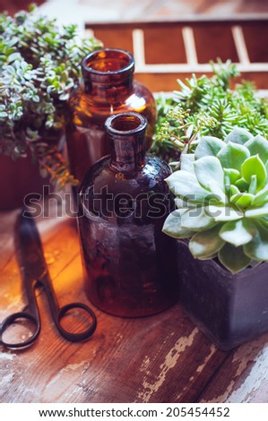 House plants, green succulents, old wooden box and brown vintage glass bottles on a wooden board, home gardening and decor rustic style.