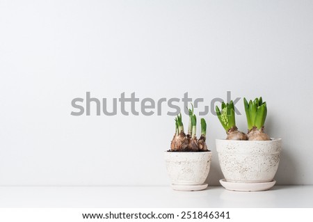 Hyacinth and narcissus sprouts in ceramic pots on a white wall