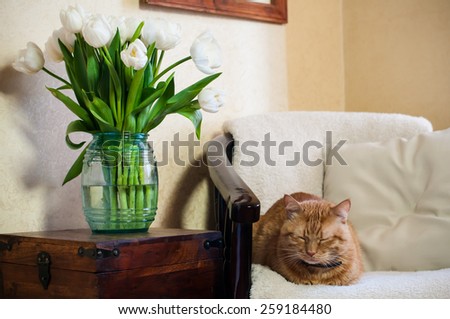 Home interior, cat sleeping in an armchair, a wall and a bouquet of white tulips
