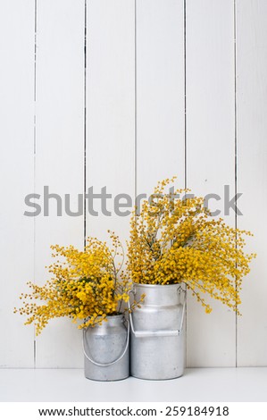 mimosa yellow spring flowers in vintage aluminum cans on white barn wall background