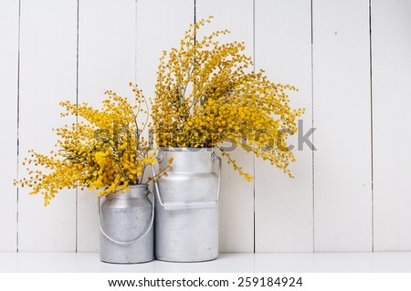 mimosa yellow spring flowers in vintage aluminum cans on white barn wall background
