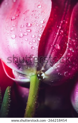 Pink fresh flowers tulips with water drops, wet petals, macro