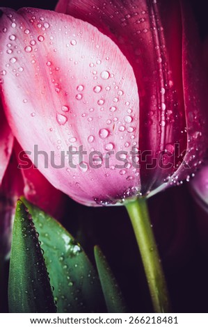 Pink fresh flowers tulips with water drops, wet petals, macro